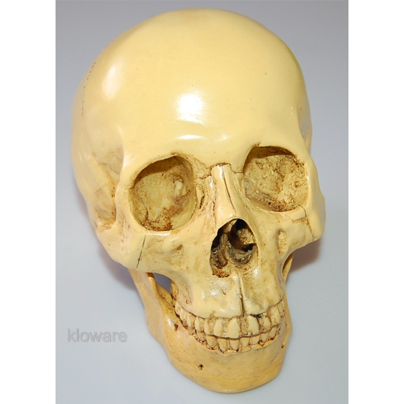 Mô Hình Bộ Xương Người Bằng Nhựa Resin Tỉ Lệ 1: 1