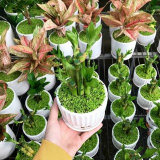 Cây trúc phát tài - Trúc tài lộc - mang may mắn cho mọi nhà