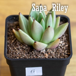 Sen đá Echeveria nhiều màu