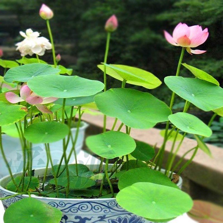 Hạt giống sen Nhật mini (Lotus) nhiều màu gói 5 hạt giá rẻ