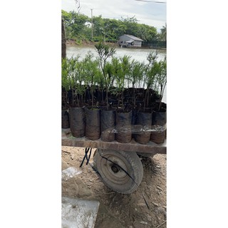 Cây Giống Thủy Tùng