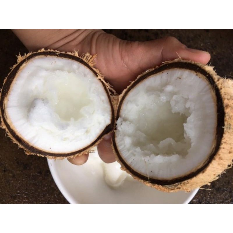Combo 3 trái Dừa sáp Bi 500g 2 phần ăn