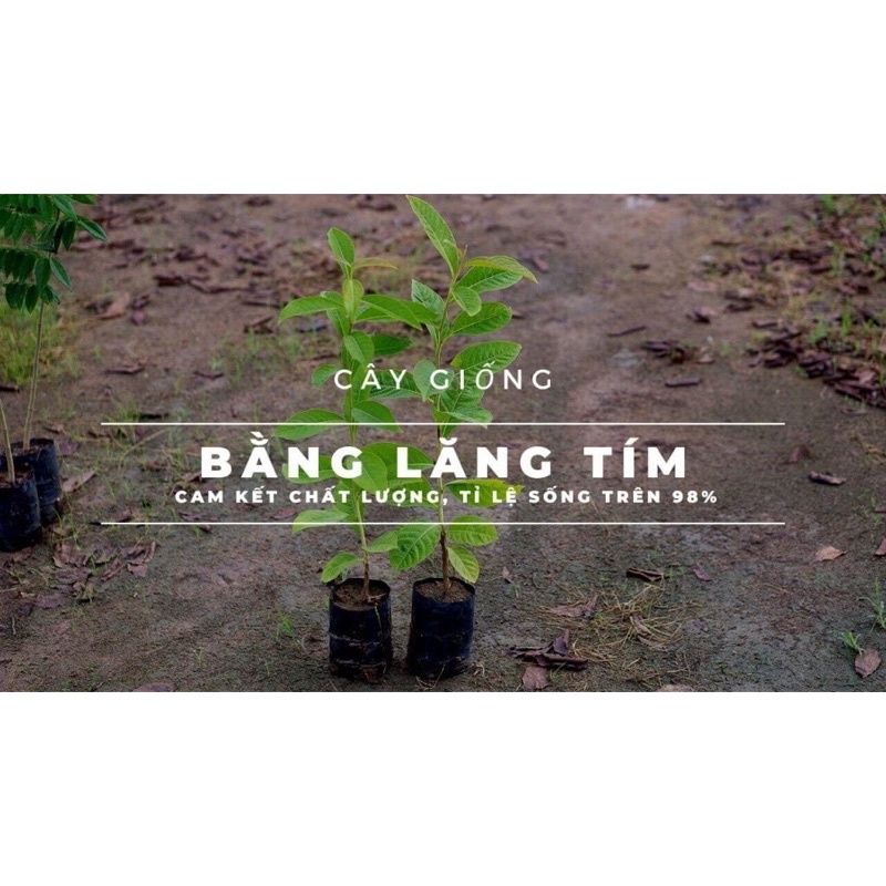 Cây bằng lăng tím