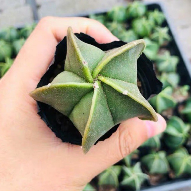 XƯƠNG RỒNG ASTRO