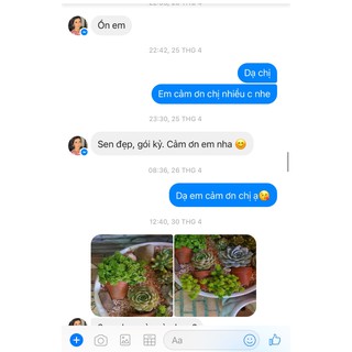 Chậu sen đá mix tiểu cảnh 200-299k.
