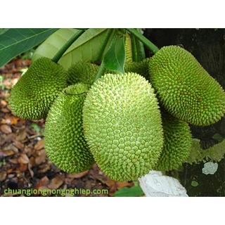 Cây đẹp khỏe giống mít tố nữ