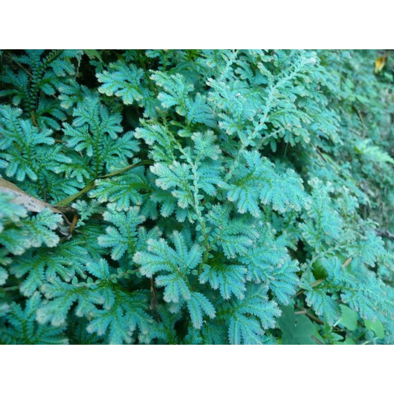 Cây Selaginella uncinata Blue Spikemoss  chậu nhựa 8cm