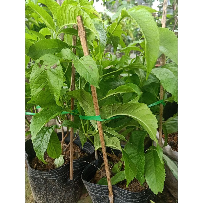 Hoa chuông vàng hoàng yến