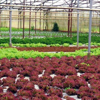Hạt Giống Xà Lách Xoăn Tím