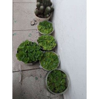 Bèo cái cây cảnh thủy sinh 5 bông