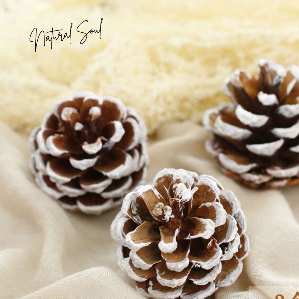 Quả thông khô phụ kiện trang trí - PHỤ KIỆN LÀM VÒNG HOA HOẶC TREO CÂY THÔNG TRANG TRÍ