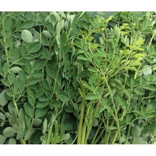 2g Hạt Giống Cây Chùm Ngây (Moringa oleifera)