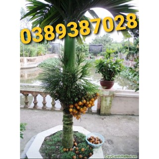 trái cau lùn tứ quý giống,10 trái