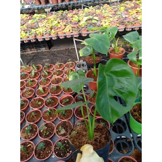 Cây trầu bà Nam Mỹ