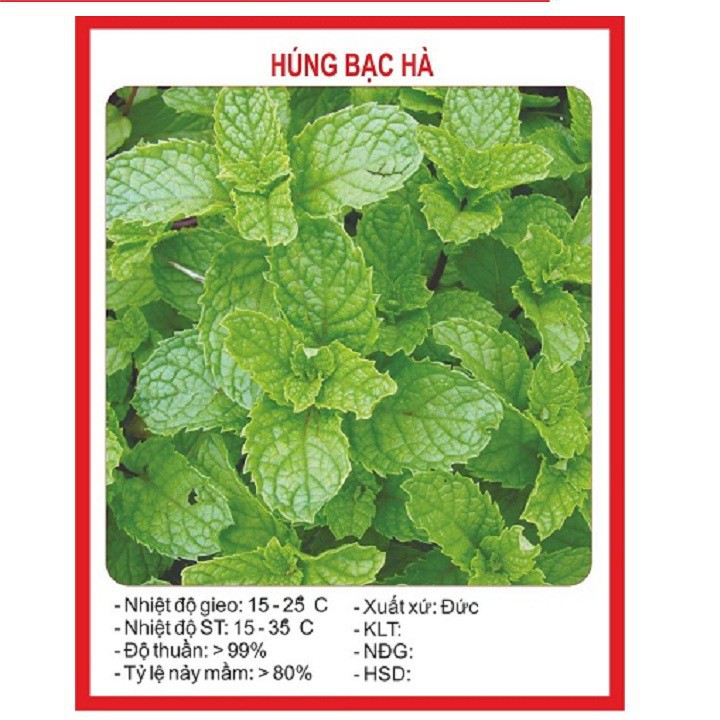 Bán buôn- Hạt giống rau húng bạc hà - húng lủi F1 gói 0.1 gram xuất xứ Đức hàng đẹp, nhập khẩu.