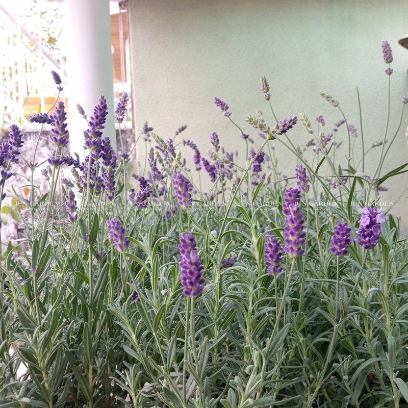 Lavender Costa - Cây Hoa Oải Hương Tím Và Hướng Dẫn Cách Chăm Tại Jun Garden