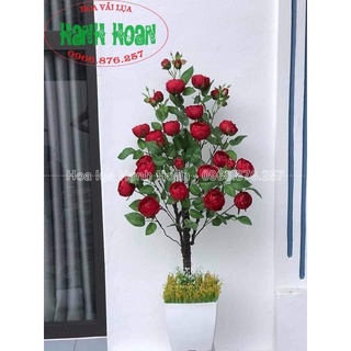 Cây hoa hồng trà búp 1m15 cao cấp - cây hoa trang trí