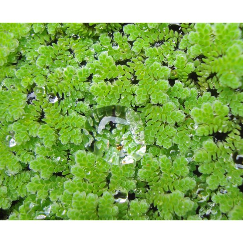 300 gam bèo hoa dâu