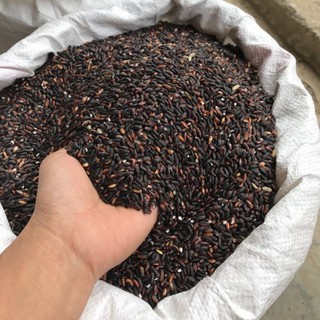 Sỉ toàn quốc gạo nếp cẩm 500g - 1kg