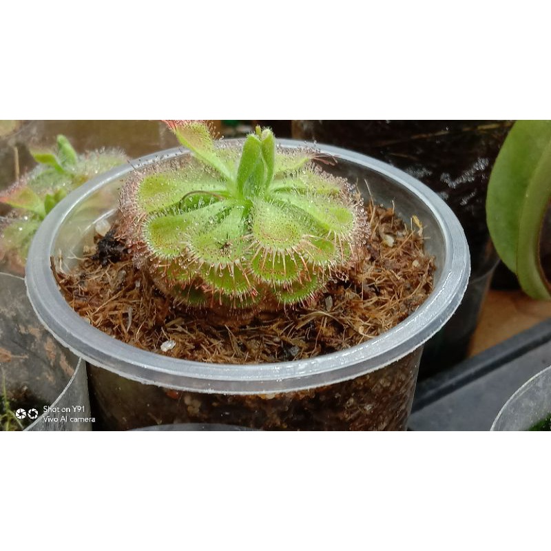 Cây Gọng Vó Đồng Tiền, Burmanii,cây bèo đất, Drosera burmannii Vahl cây bắt mồi