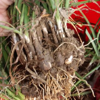 Cây hoa huệ mưa (cây tóc tiên)