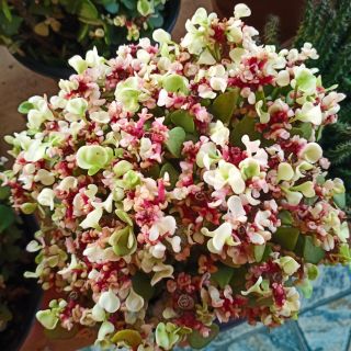 Sen đá đola hồng size 20-25cm