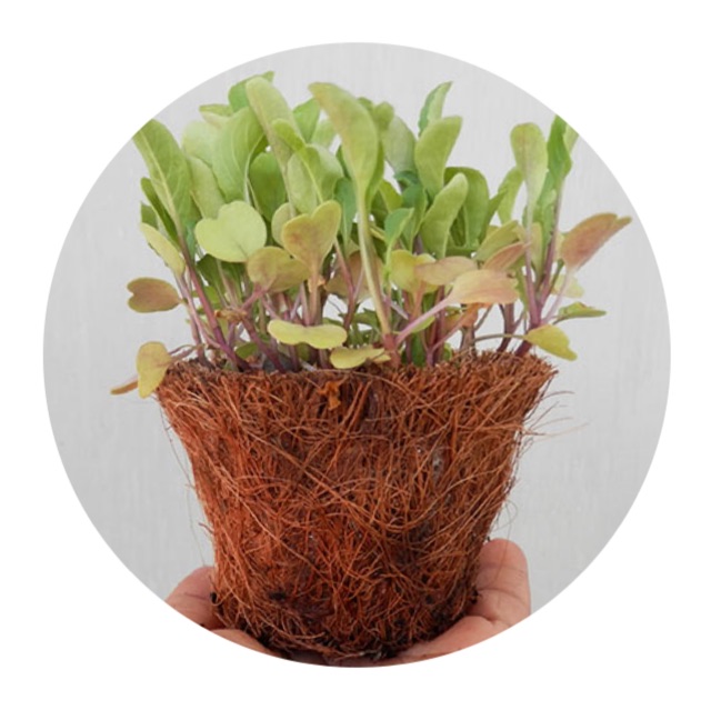 Chậu xơ dừa tròn đại AN1003 - Coir pot