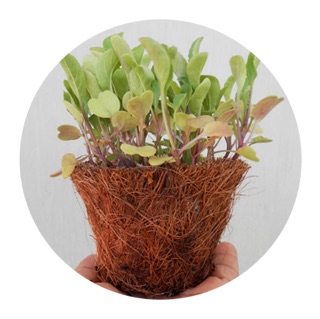 Chậu xơ dừa - Miệng 12cm