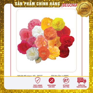 Hạt Giống Hoa Thu Hải Đường kép Mix 5 Hạt