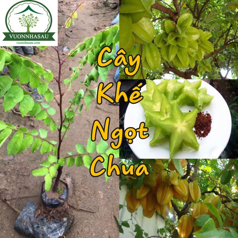 Cây giống khế ngọt và khế chua