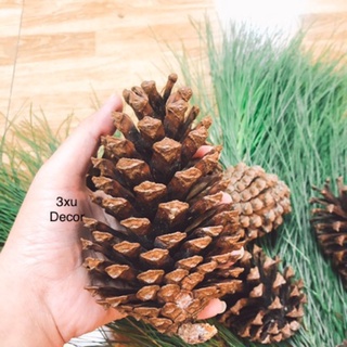 Quả thông ( size 12cm) Hàng tuyển chọn cam kết to đẹp bền không vỡ