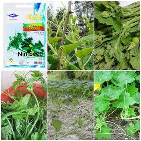 20H -  Hạt Giống Bí Siêu Ngọn (Cucurbita maxima) Thái Lan