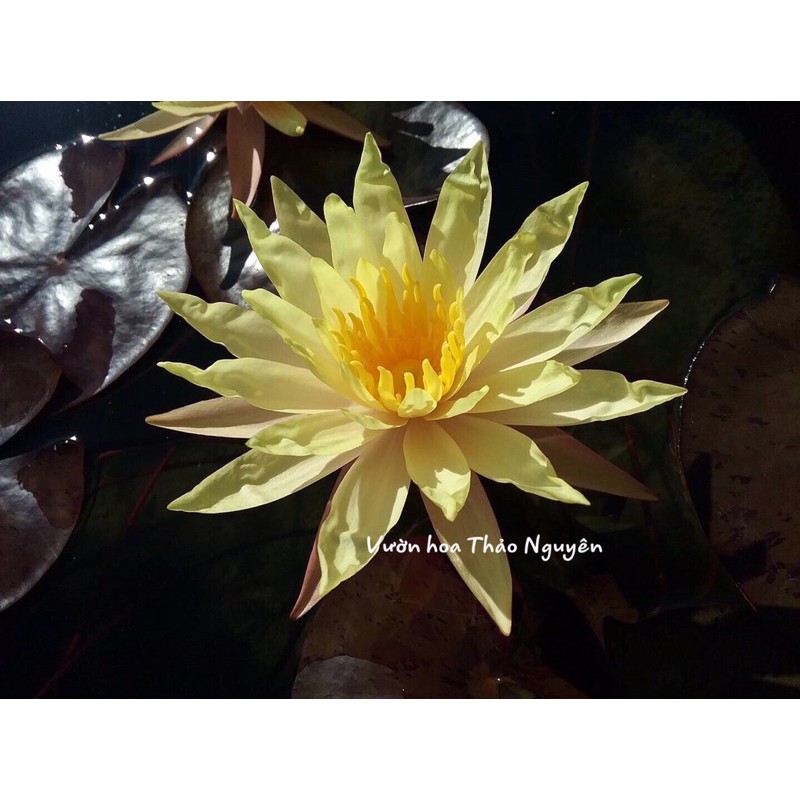 Cây hoa súng màu vàng Pinwaree Đ-04