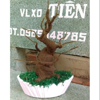 Ba gốc bonsai nhỏ màu nâu