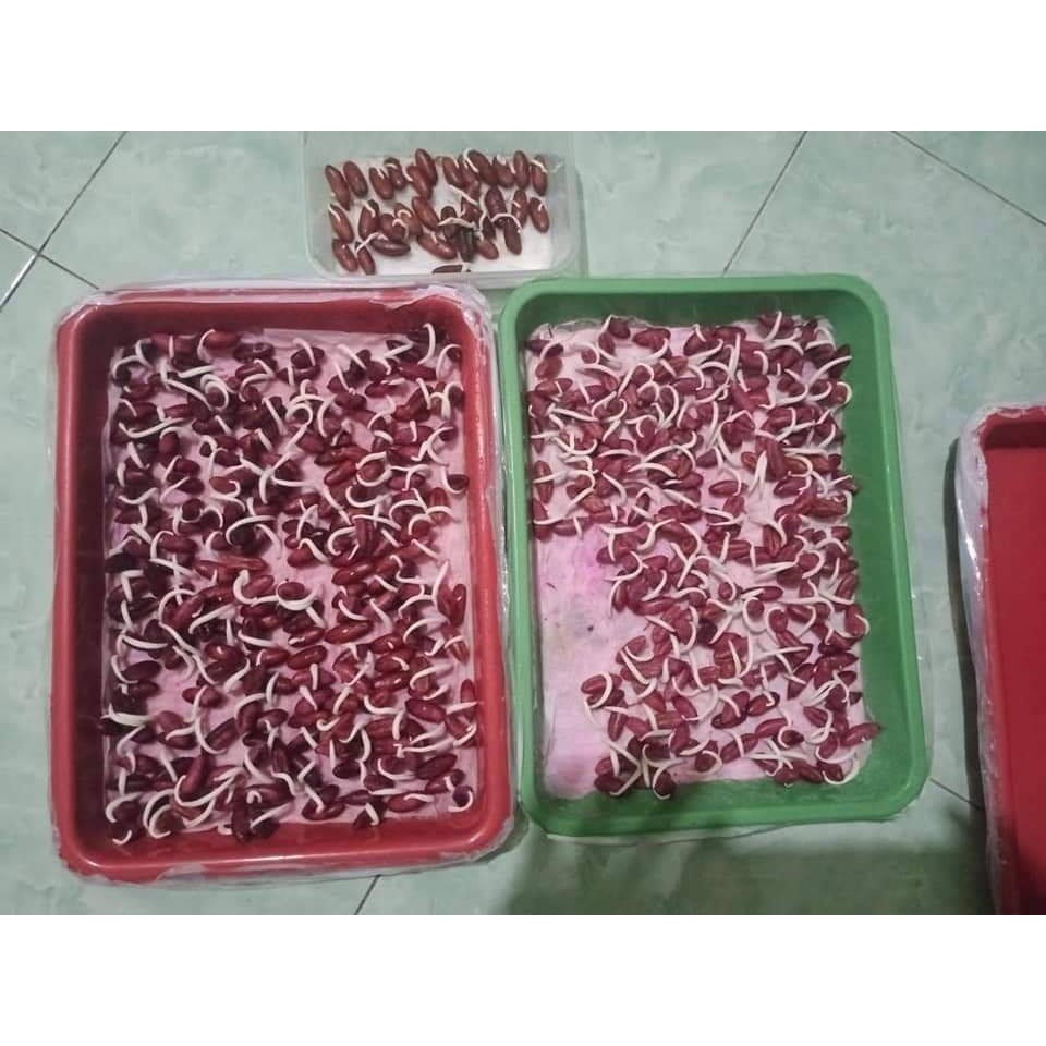 Hạt giống cây chà là Israel - 1 gói 10 hạt -DCLV