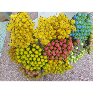 Nụ hoa sao nhái(10 sp). Sản phẩm loại 1