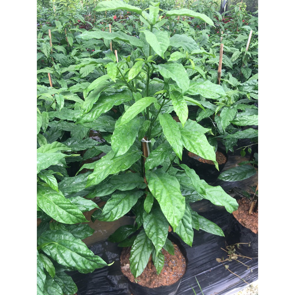 Cây dạ ngọc minh châu cao khoảng 60 cm nhiều cành nhánh