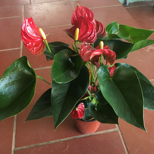 Hồng môn size đại hàng y hình