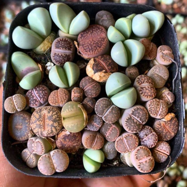 Lithop mix split rock (nguyên chậu)