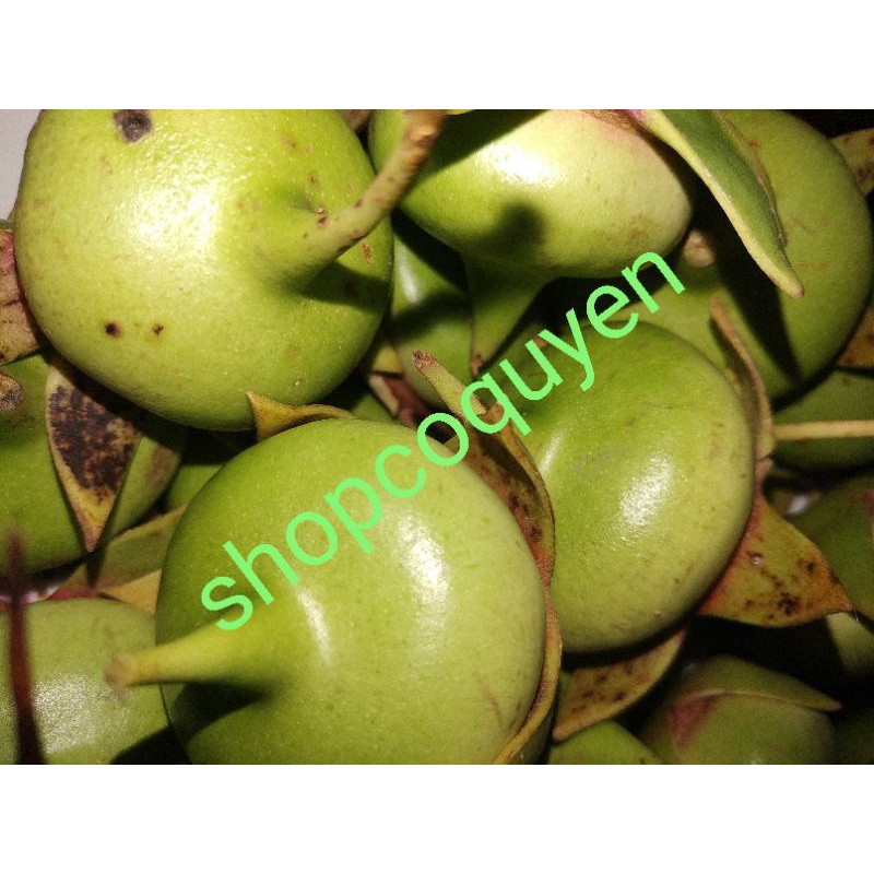 Trái bần non tươi làm thuốc 1 ký