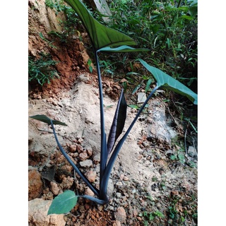 Cây giống khoai môn tím - cây giống size nhỏ