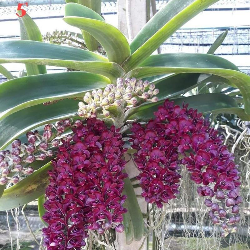 HOA LAN ĐAI CHÂU GIỐNG