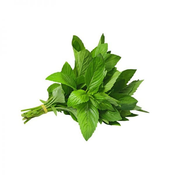 100H - #Hạt_Giống_Húng_Cây (tặng kèm kích mầm và phân bón )