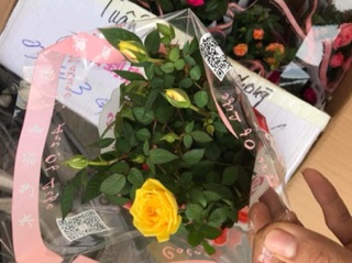 Cây hoa hồng tezza