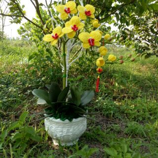 Combo hoa lan hồ điệp