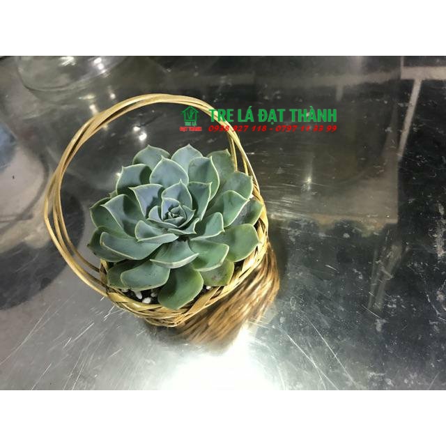 LÃNG HOA MINI DÙNG ĐỂ TRANG TRÍ , CẮM HOA,