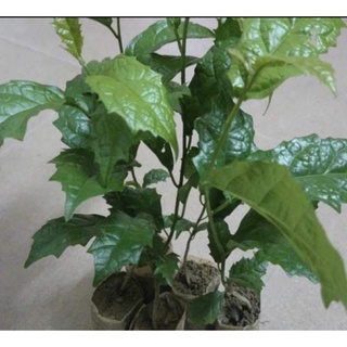 Combo 5 cây xạ đen giống chính hiệu Hoà Bình