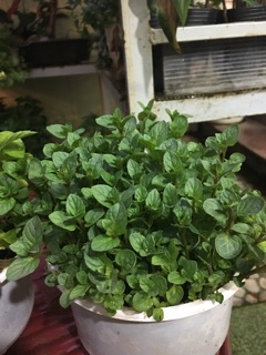 hạt giống cây bạc hà peppermint f1