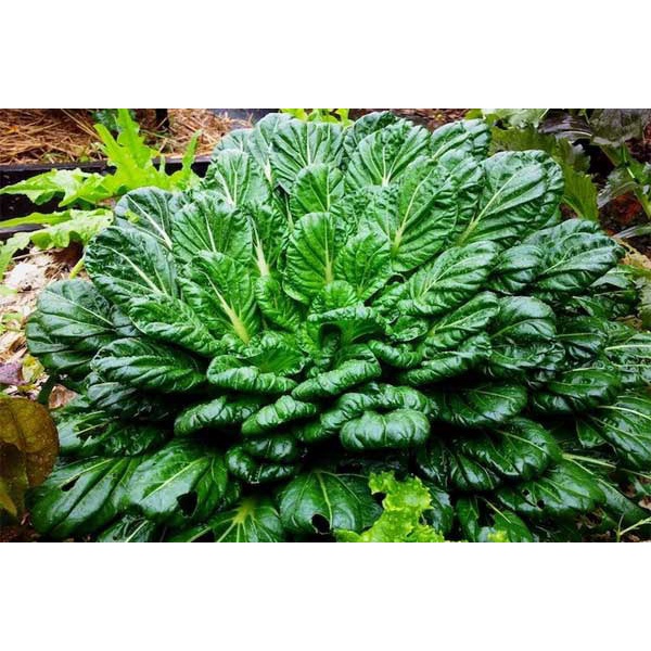 Hạt giống cải hoa hồng Loại F1 siêu dễ trồng chống sâu bệnh tỉ lệ nảy mầm cao