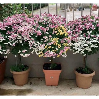 cây giống cúc đổi màu